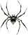 Spinne