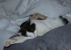 Max und Josy